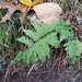 photo of Spinulose Wood Fern (Dryopteris carthusiana)