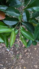 Syzygium acuminatissimum