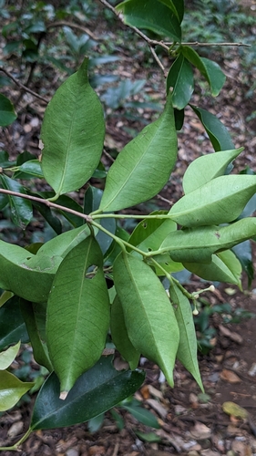 Syzygium acuminatissimum, photograph 2