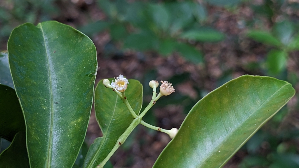 Syzygium acuminatissimum; photograph (c) Cheng-Te Hsu, some rights reserved (CC BY)