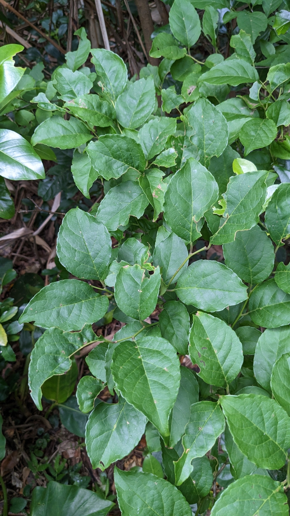 Imagem de Ilex kusanoi
