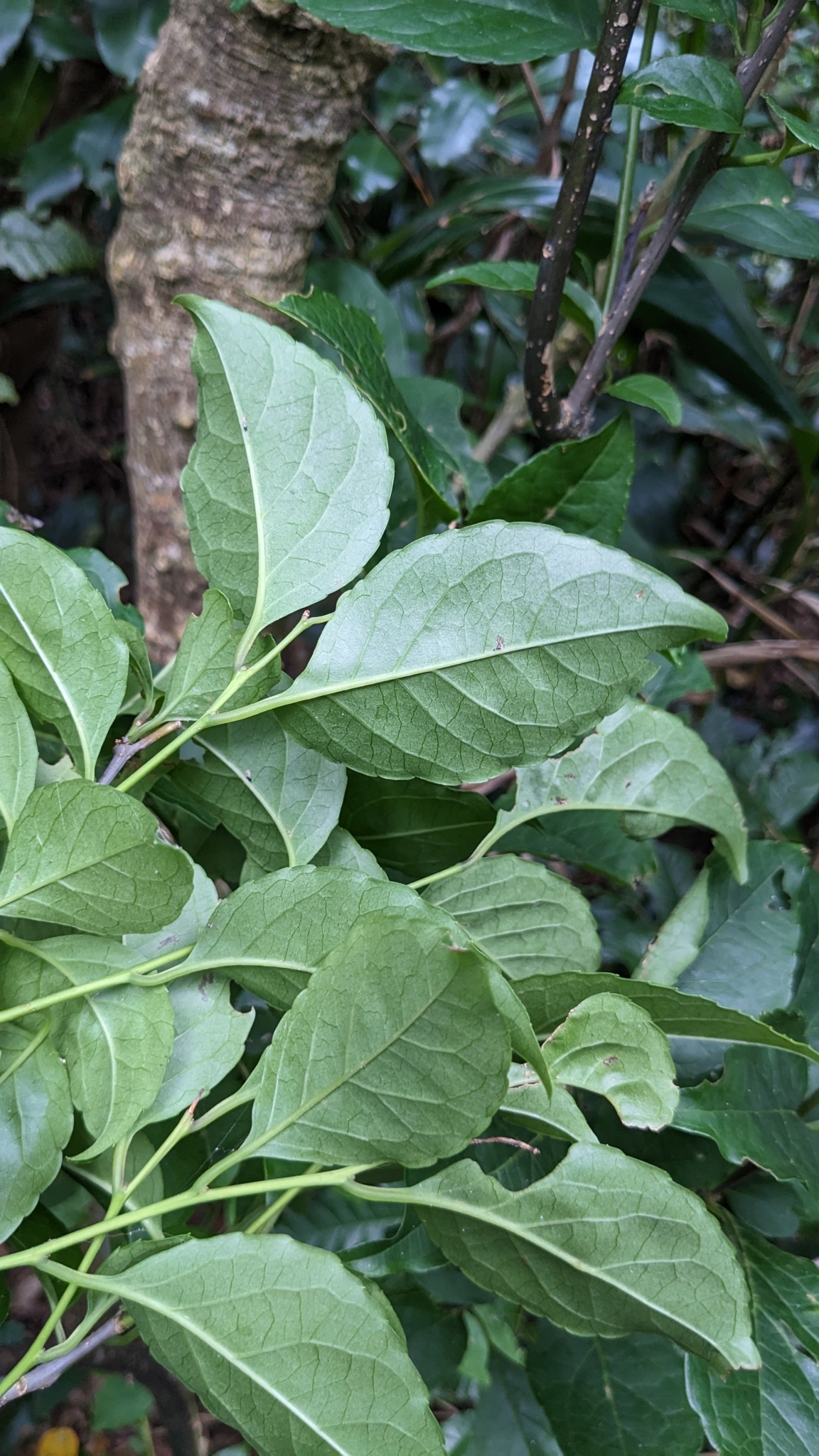 Imagem de Ilex kusanoi