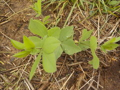 Baptisia bracteata