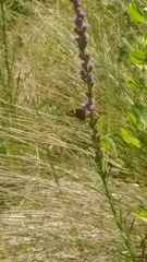 Liatris spicata