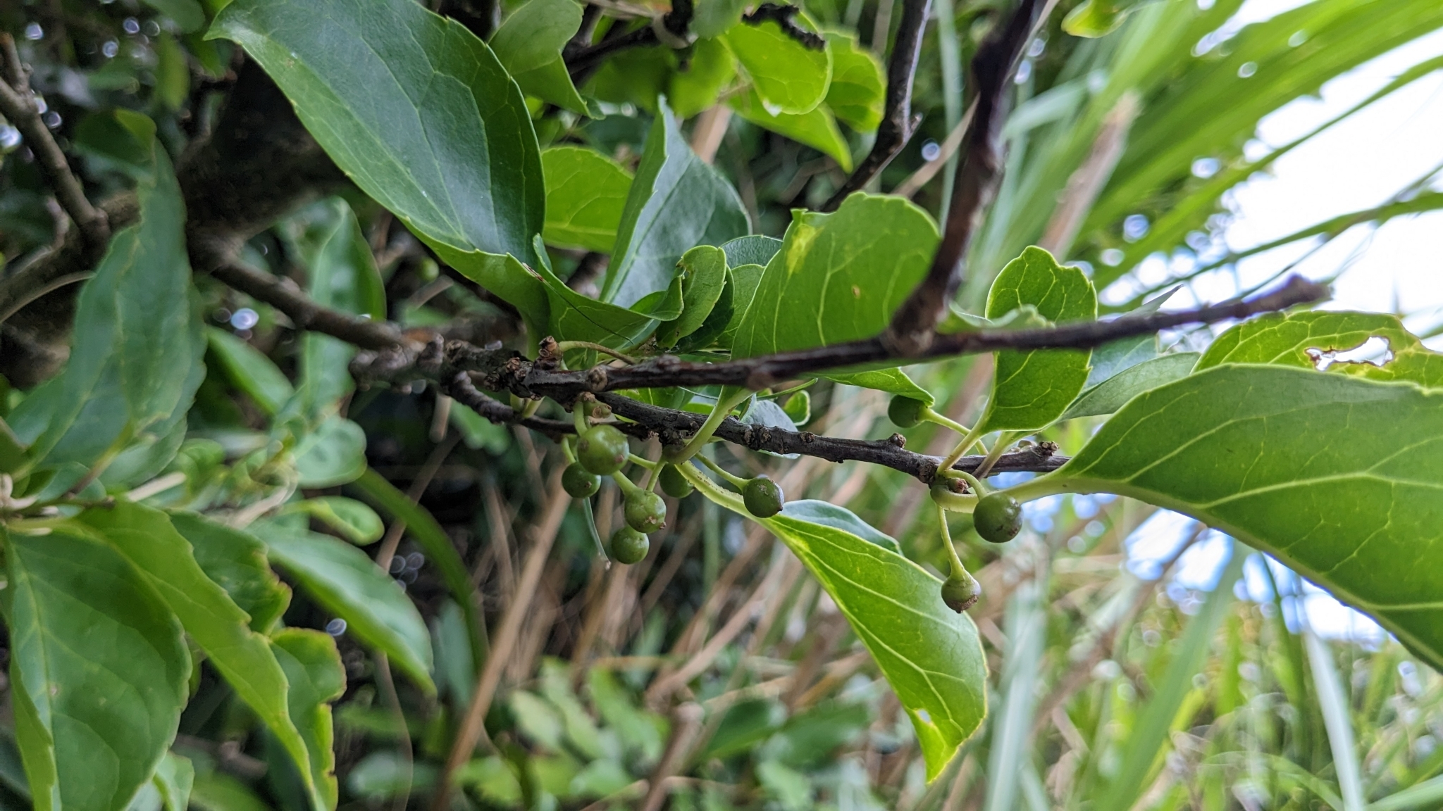 Imagem de Ilex kusanoi