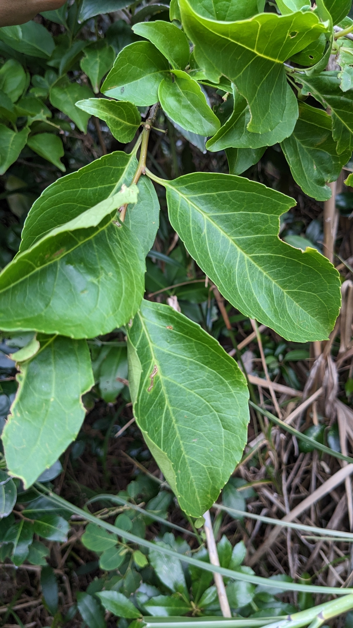 Imagem de Ilex kusanoi