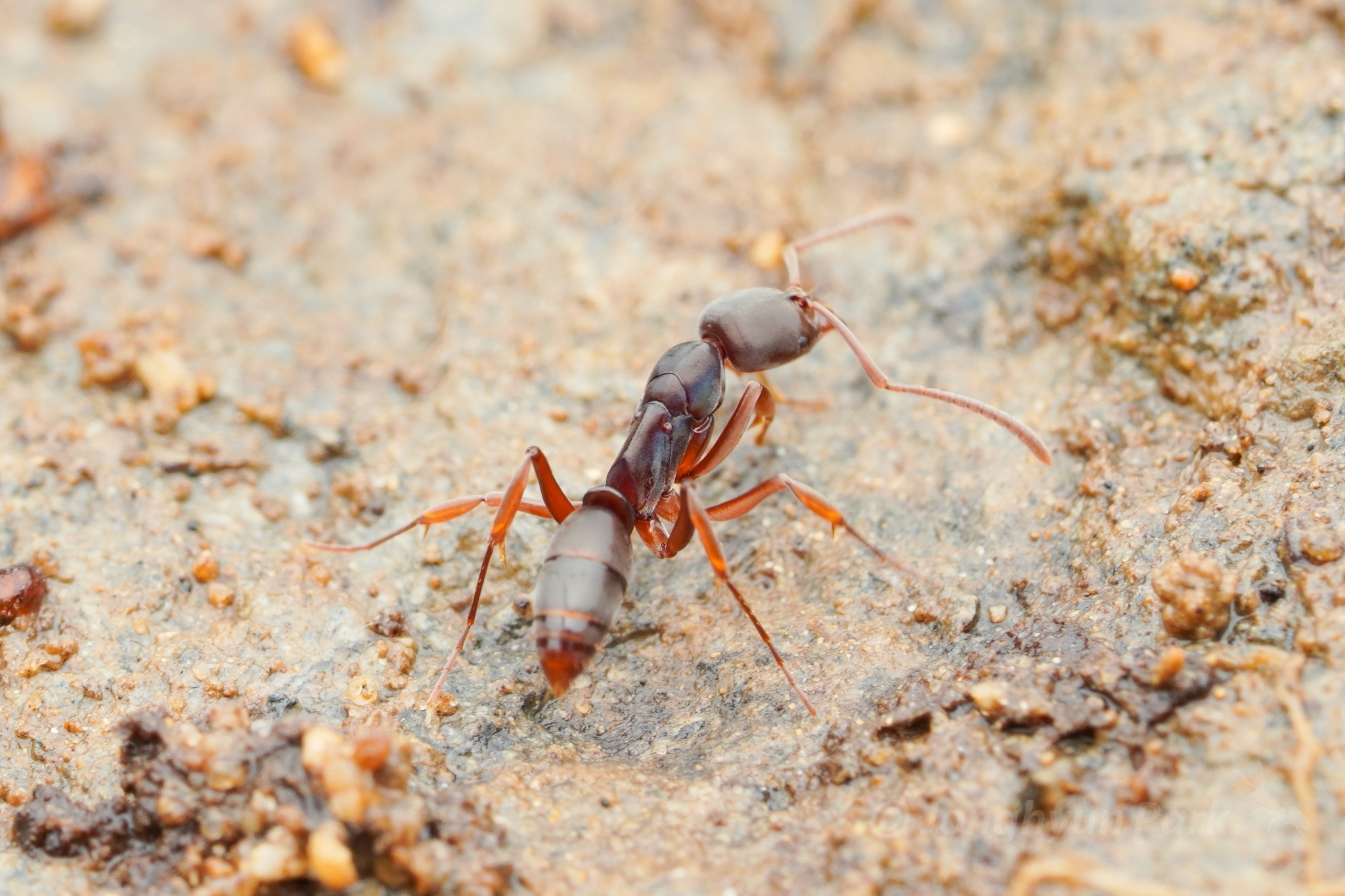 Mesoponera rubra