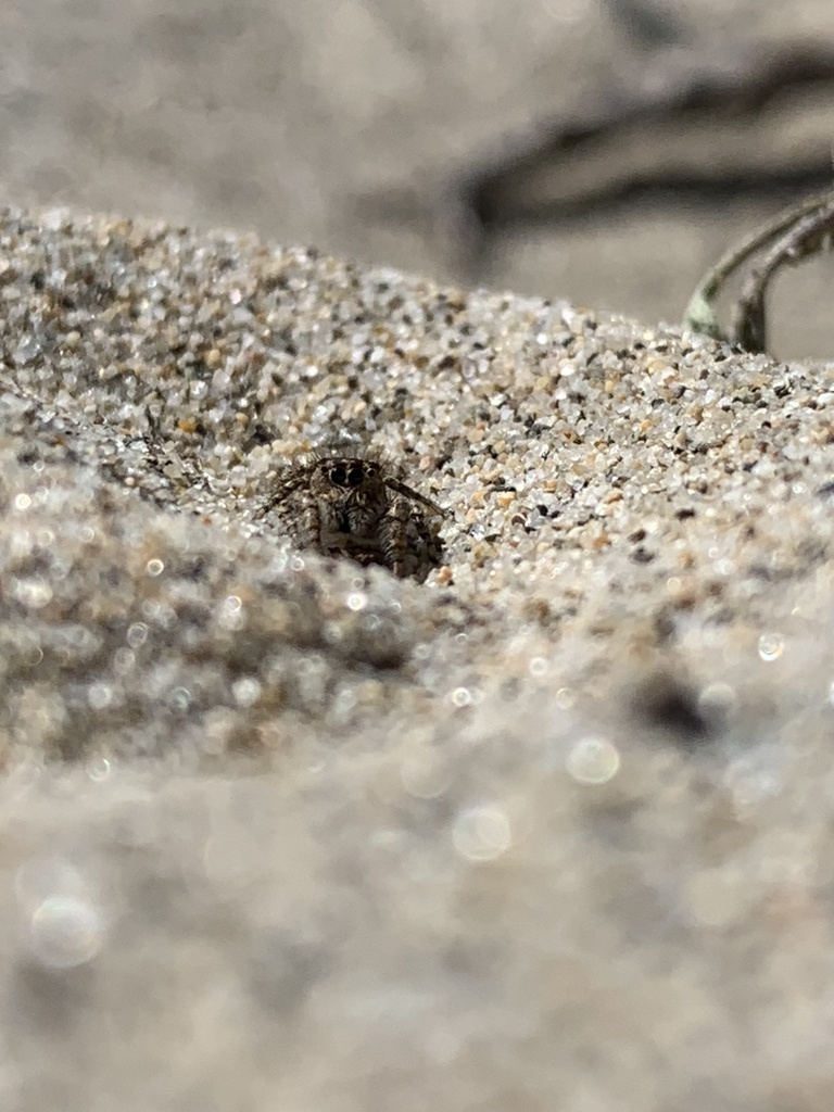 Pseudomogrus univittatus