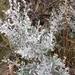 photo of Silver Wormwood (Artemisia ludoviciana)