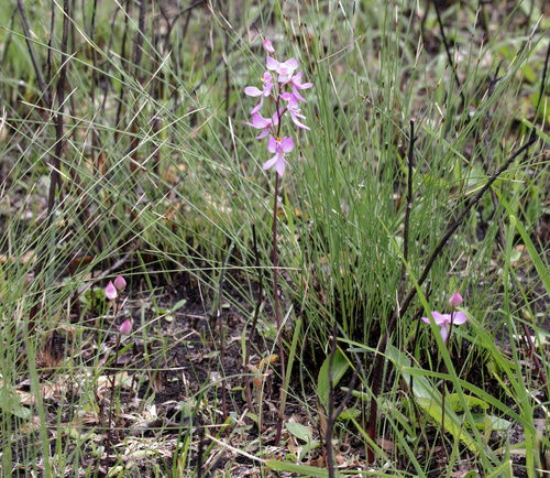 Image of Calopogon multiflorus by (c) Lauren McLaurin, some rights reserved (CC BY)