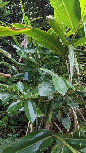 Cinnamomum kotoense