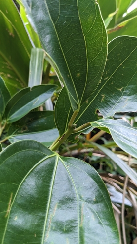 Cinnamomum kotoense
