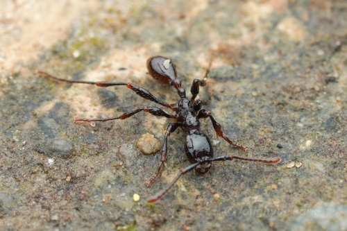 Aenictus pfeifferiAenictus pfeifferi