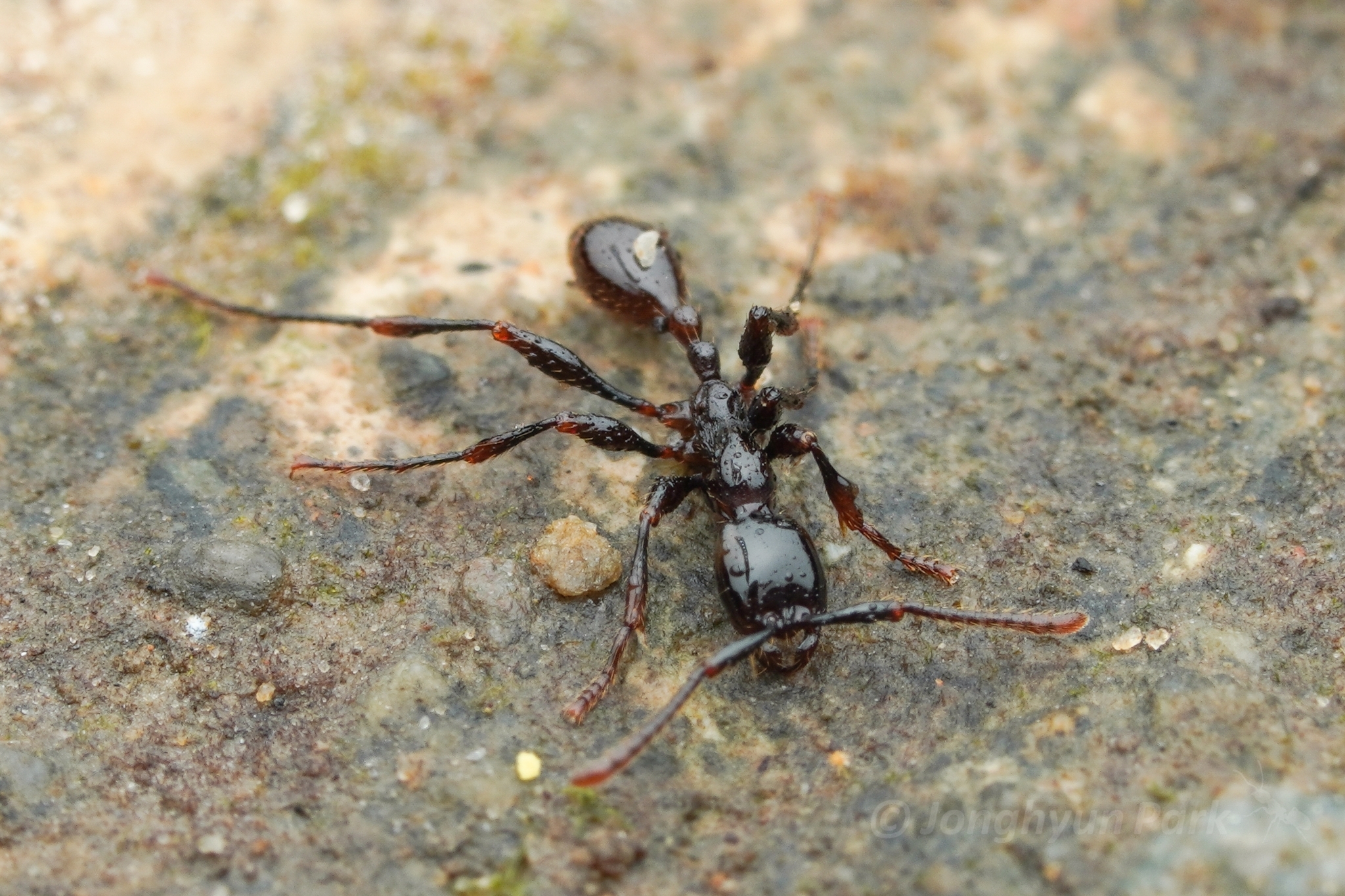 Aenictus pfeifferi