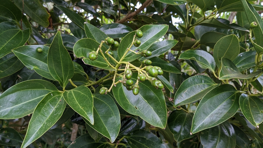 cinnamon plant