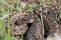 Vipera renardi