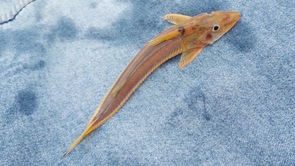 Thorny Catfish