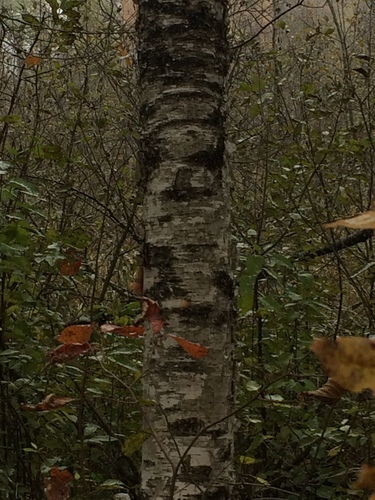 photo of Paper Birch (Betula papyrifera)