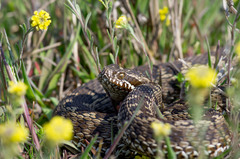 Vipera renardi