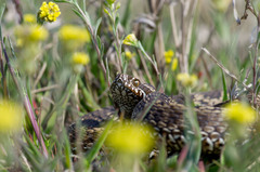 Vipera renardi