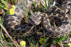 Vipera renardi