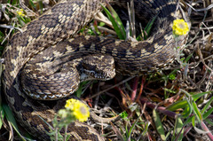 Vipera renardi