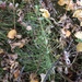 photo of Wood Horsetail (Equisetum sylvaticum)