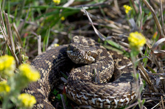 Vipera renardi
