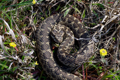 Vipera renardi
