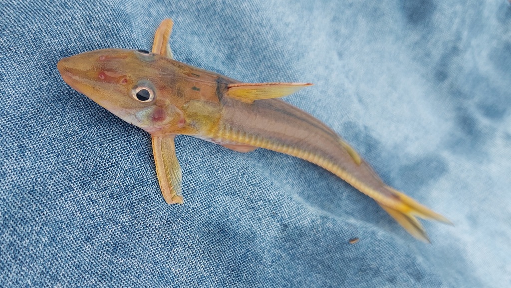 Leptodoras