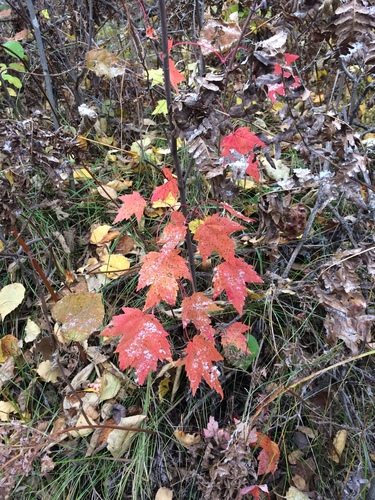 photo of Red Maple (Acer rubrum)
