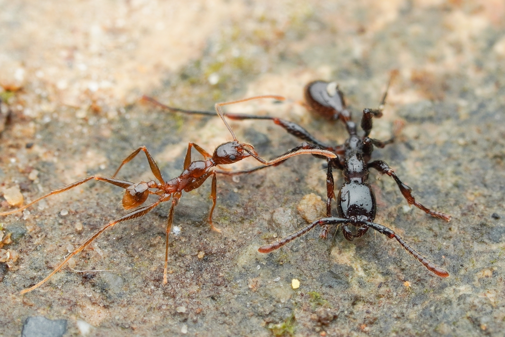 Pheidole aglae