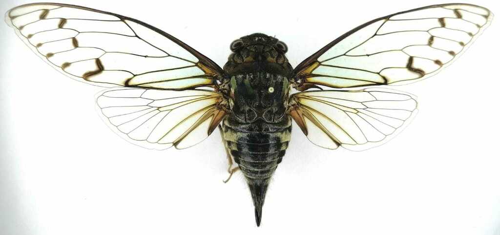 Macrosemia saturata