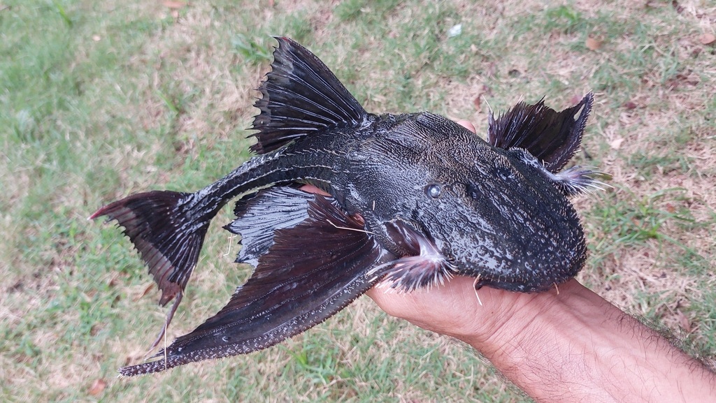 Lyre-tail pleco (Acanthicus hystrix) — Loricariidae