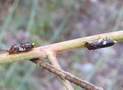 Homalodisca ichthyocephala