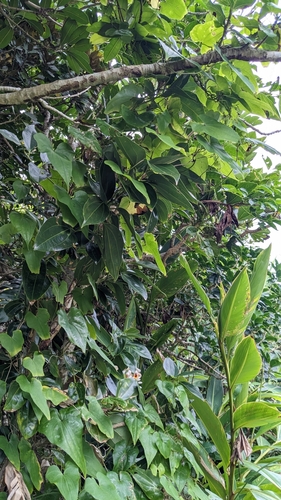 Cinnamomum kotoense
