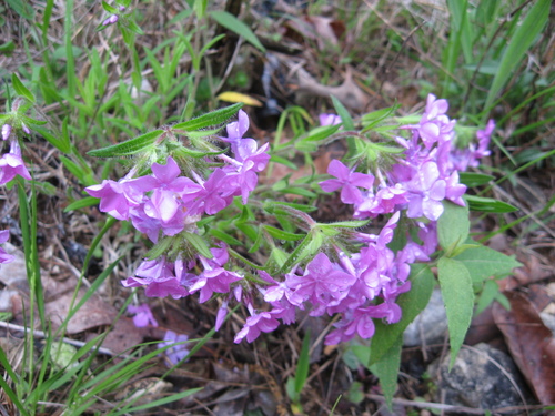 Hairy phlox (Phlox amoena)