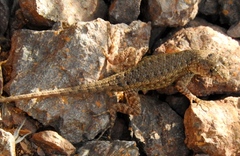 Sceloporus nelsoni