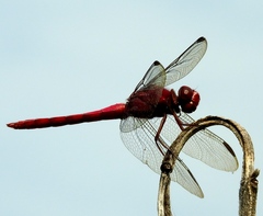 Orthemis schmidti