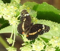 Chlosyne lacinia crocale