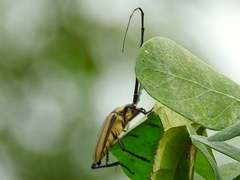 Sphaenothecus trilineatus