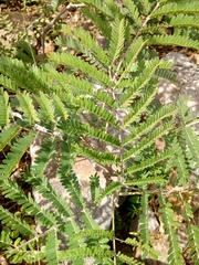 Albizia coriaria