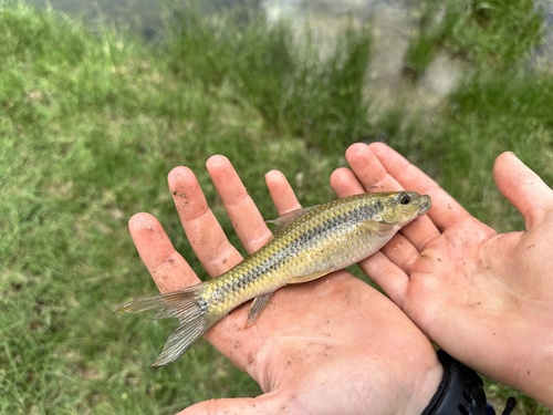 Redeye labeo (Labeo cylindricus) — Cyprinidae — 2