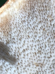 Gyroporus ballouii image