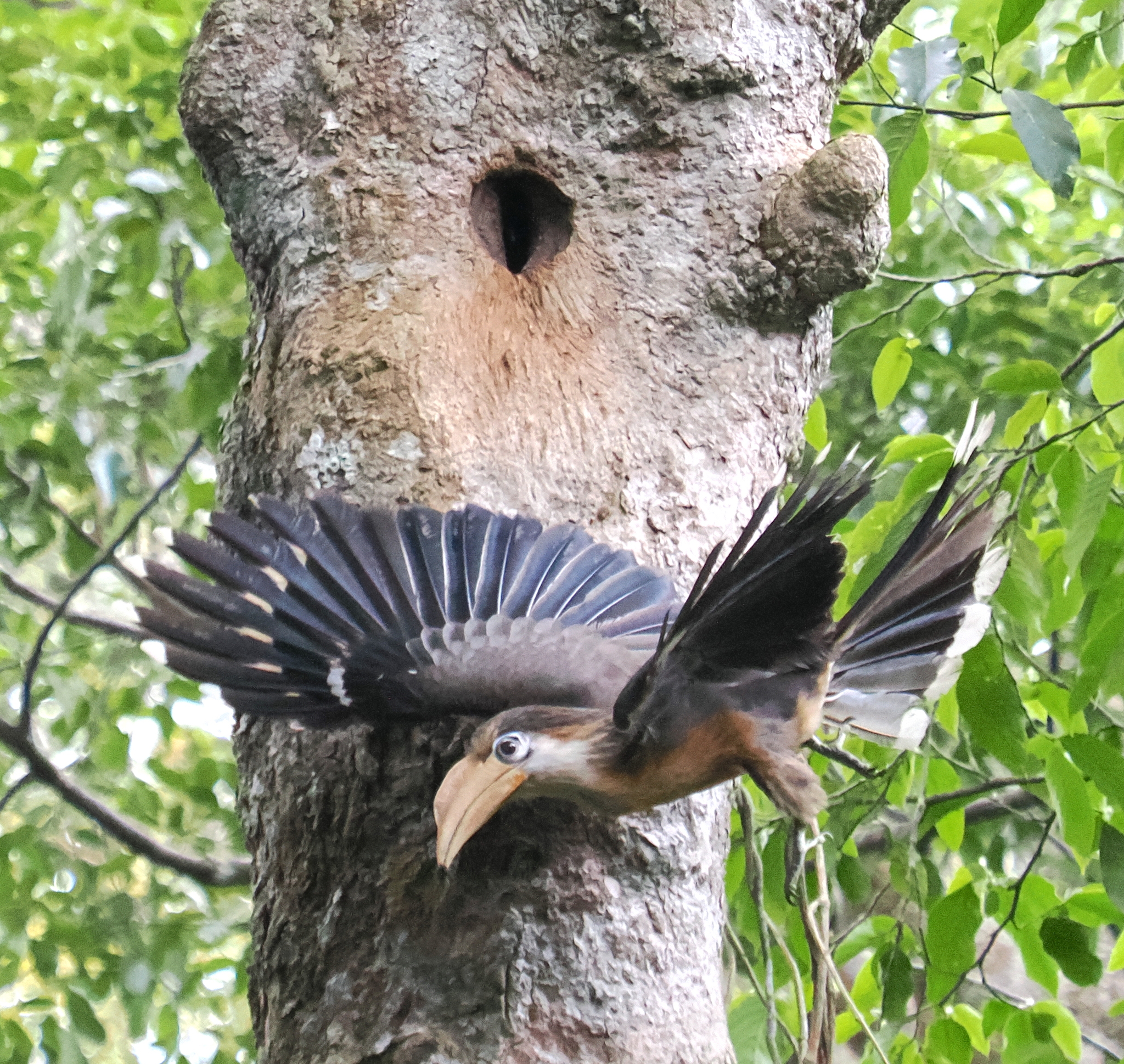 Austen's Brown Hornbill (Anorrhinus austeni), photo 2