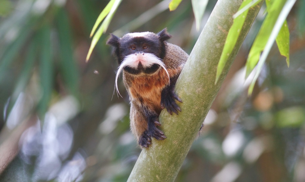 Tamarinus