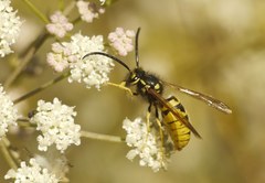 Vespula germanica