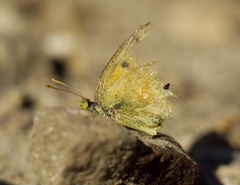 Colias