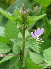 Cleome rutidosperma