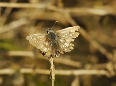 Pyrgus armoricanus
